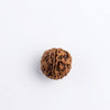 Ganesh Mukhi rudraksha bead, dark brown, rounded with carved ridges