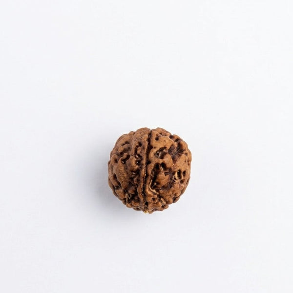 Ganesh Mukhi Rudraksha – Natural Origin Ganesh Rudraksha Bead