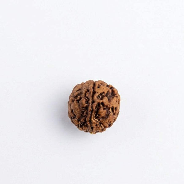 Ganesh Mukhi rudraksha bead, dark brown, rounded with carved ridges