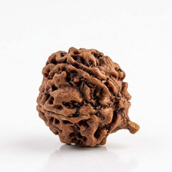 Ganesh Mukhi rudraksha bead, dark brown, textured surface with deep grooves