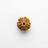 5 Mukhi Rudraksha – Panch Mukhi Five Faced Original Rudraksha Bead