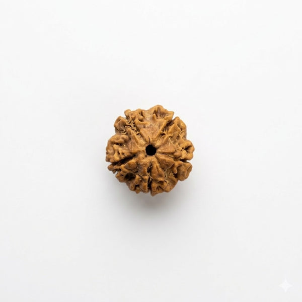 5 Mukhi Rudraksha – Panch Mukhi Five Faced Original Rudraksha Bead