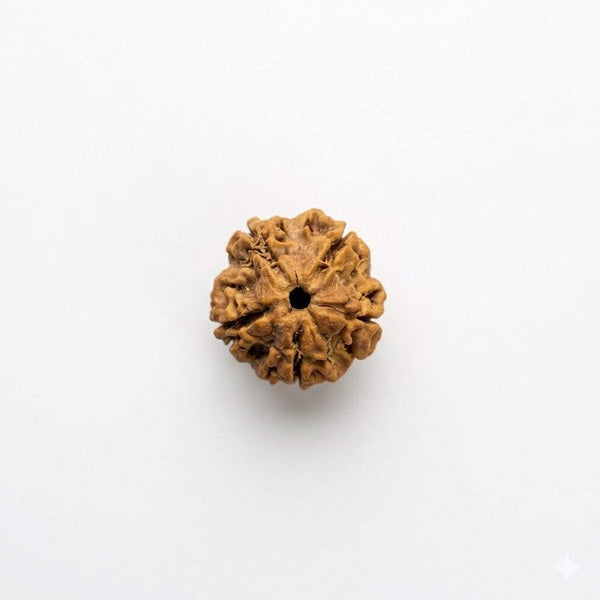Brownish-golden rudraksha bead with central opening, textured five-face pattern