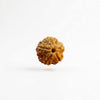 Brownish-golden five-faced rudraksha bead, textured circular face