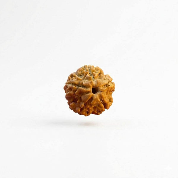 Brownish-golden five-faced rudraksha bead, textured circular face