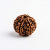 Six-face rudraksha bead with deep brown ridged texture