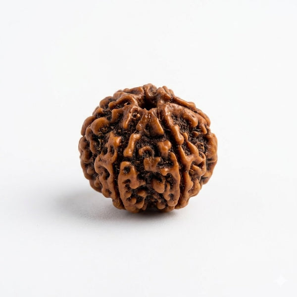 6 Mukhi Rudraksha – Certified Natural Six Faced Rudraksha Bead