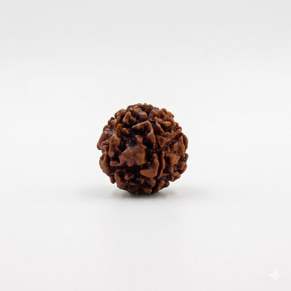 6 Mukhi Rudraksha – Certified Natural Six Faced Rudraksha Bead