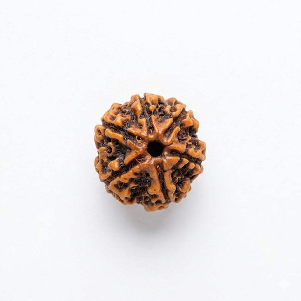 Six-face rudraksha bead with rugged dark brown texture
