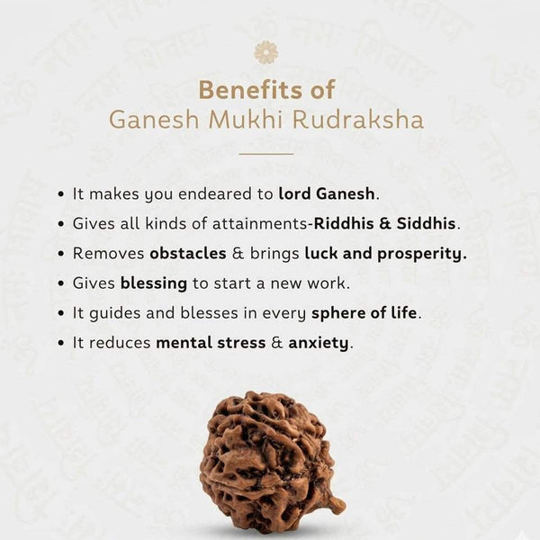Ganesh Mukhi rudraksha bead shown at bottom of benefits card