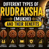 Different Types of Rudraksha (Mukhi) and Their Benefits