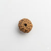 10 Mukhi Rudraksha Original