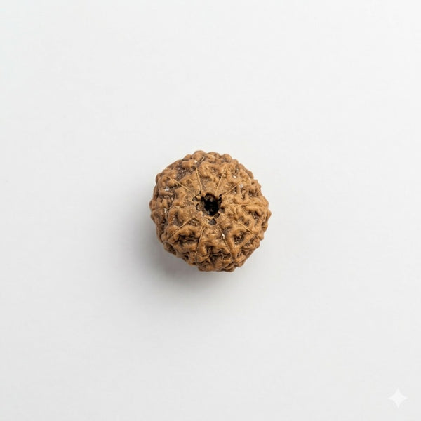 10 Mukhi Rudraksha Original