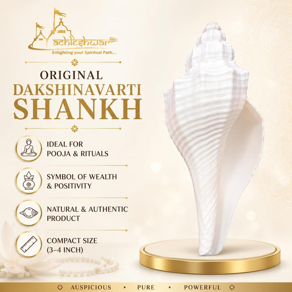Original Dakshinavarti Shankh (3–4 Inch) | Sacred Right-Hand Conch Shell for Pooja, Lakshmi Worship, Vastu & Spiritual Prosperity