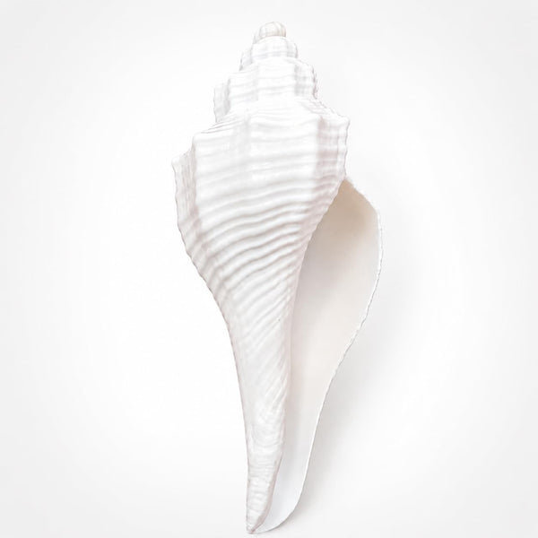 Original Dakshinavarti Shankh (3–4 Inch) | Sacred Right-Hand Conch Shell for Pooja, Lakshmi Worship, Vastu & Spiritual Prosperity