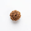 8 mukhi rudraksha certified original