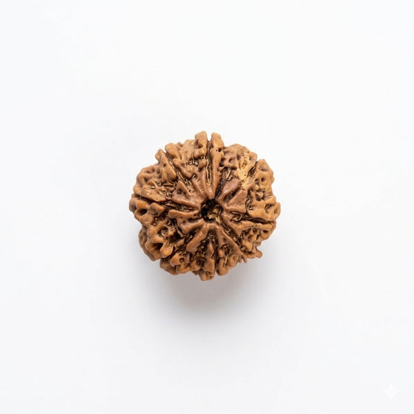 8 mukhi rudraksha certified original