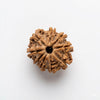 9 Mukhi Rudraksha Original