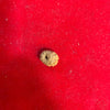 Ekadash Mukhi Rudraksha Bead