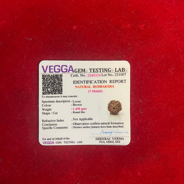 7 Mukhi Rudraksha – Natural Seven Faced Rudraksha with Certificate