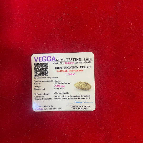 1 Mukhi Natural Rudraksha – Ek Mukhi Original Rudraksha Bead