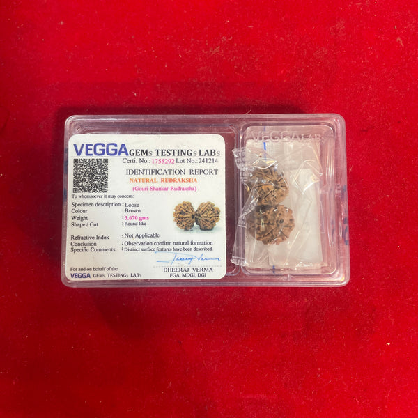 shiv parvati rudraksha natural joint