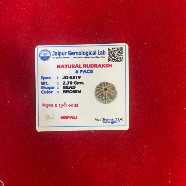 6 Mukhi Rudraksha – Certified Natural Six Faced Rudraksha Bead