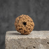 10 Mukhi Rudraksha – Natural Ten Faced Rudraksha (Brown) with Certificate