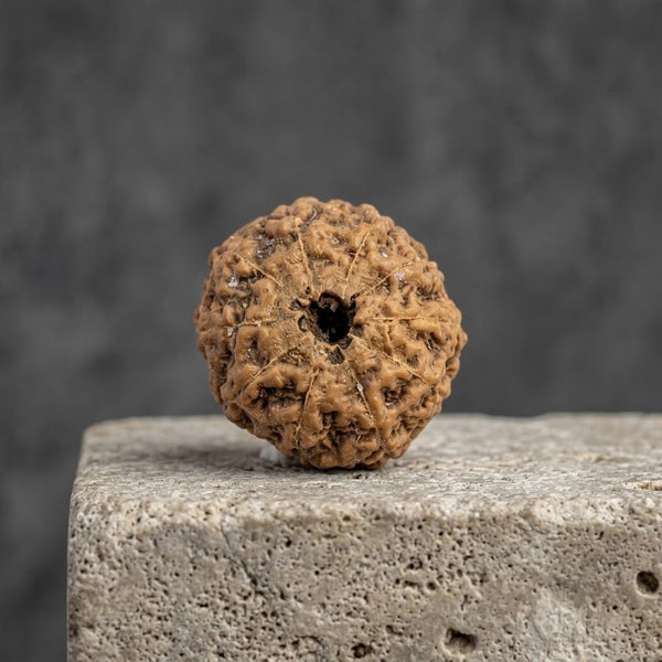 10 Mukhi Rudraksha – Natural Ten Faced Rudraksha (Brown) with Certificate