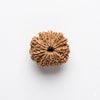 Original 13 Mukhi Rudraksha