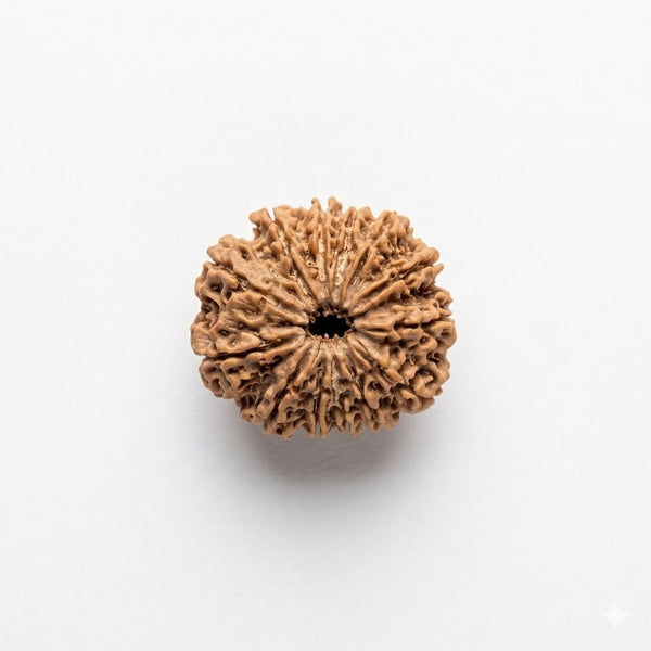 Original 13 Mukhi Rudraksha