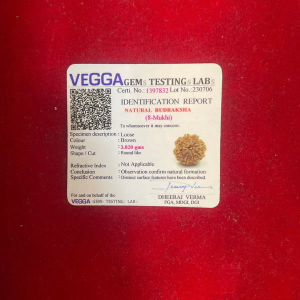 eight mukhi rudraksha bead
