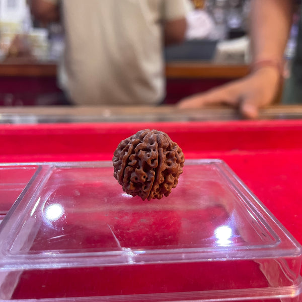 Premium Quality Rudraksha