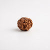 ganesh rudraksha bead