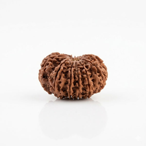 Rudraksha for Attraction and Success
