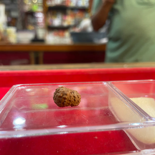 Rudraksha for Courage and Confidence
