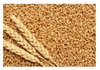Close-up of wheat kernels and wheat stalks