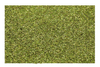 Green fennel seeds, whole and dried in bulk