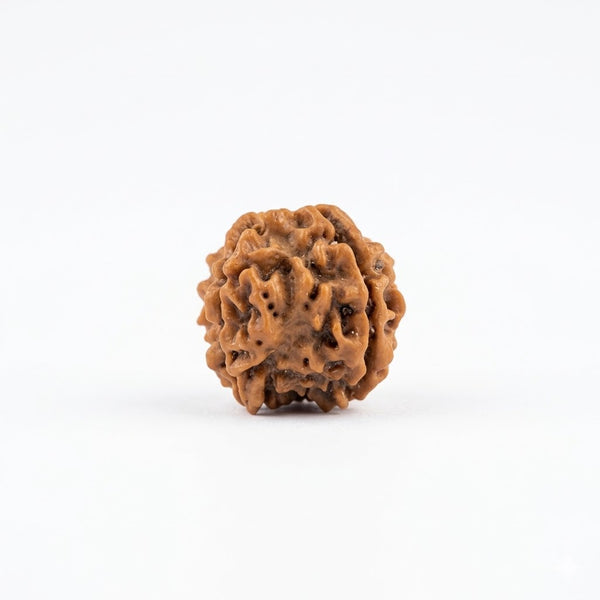 chaar mukhi rudraksha for meditation