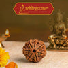 natural 7 mukhi rudraksha bead