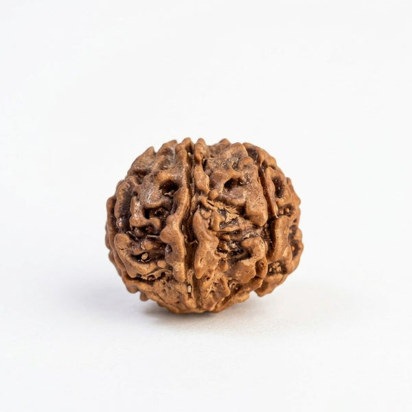 7 Mukhi Rudraksha – Natural Seven Faced Rudraksha with Certificate