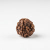 chaar mukhi rudraksha for budh