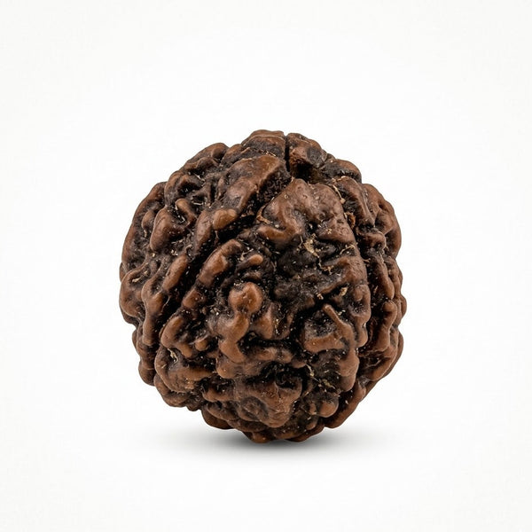 4 Mukhi Natural Rudraksha Original – Four Mukhi 100% Natural Bead