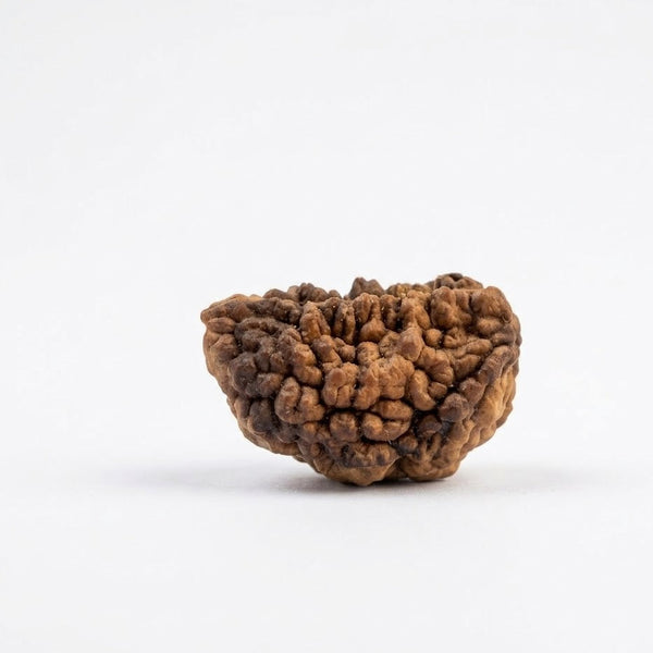 1 Mukhi Natural Rudraksha – Certified Original Ek Mukhi Rudraksha Bead