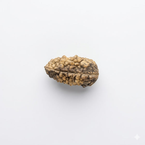1 Mukhi Natural Rudraksha – Certified Original Ek Mukhi Rudraksha Bead
