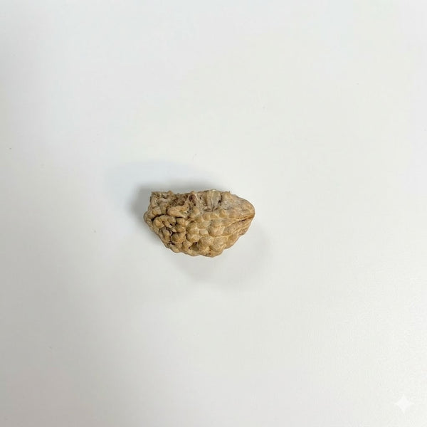 shiva rudraksha