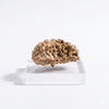 1 Mukhi Natural Rudraksha – Ek Mukhi Original Rudraksha Bead