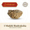 ek mukhi rudraksha bead