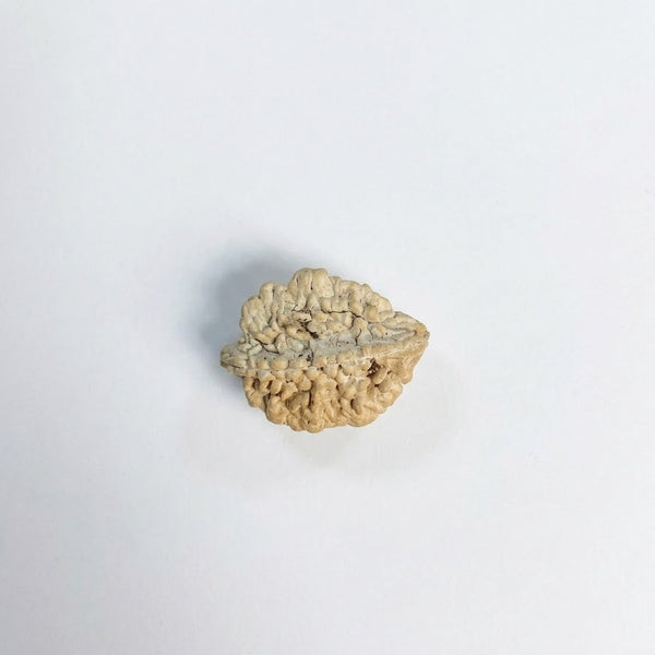 ardhanarishwar rudraksha