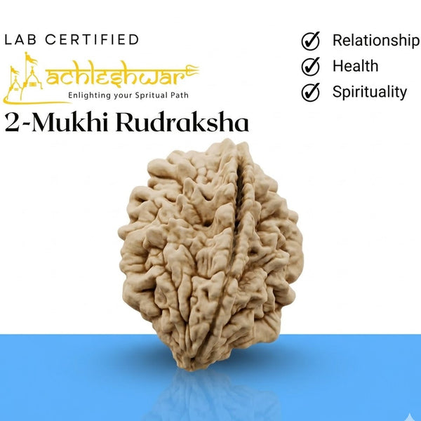 2 mukhi natural rudraksha